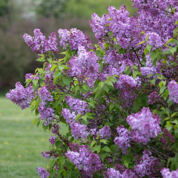 All About Lilac Bushes
