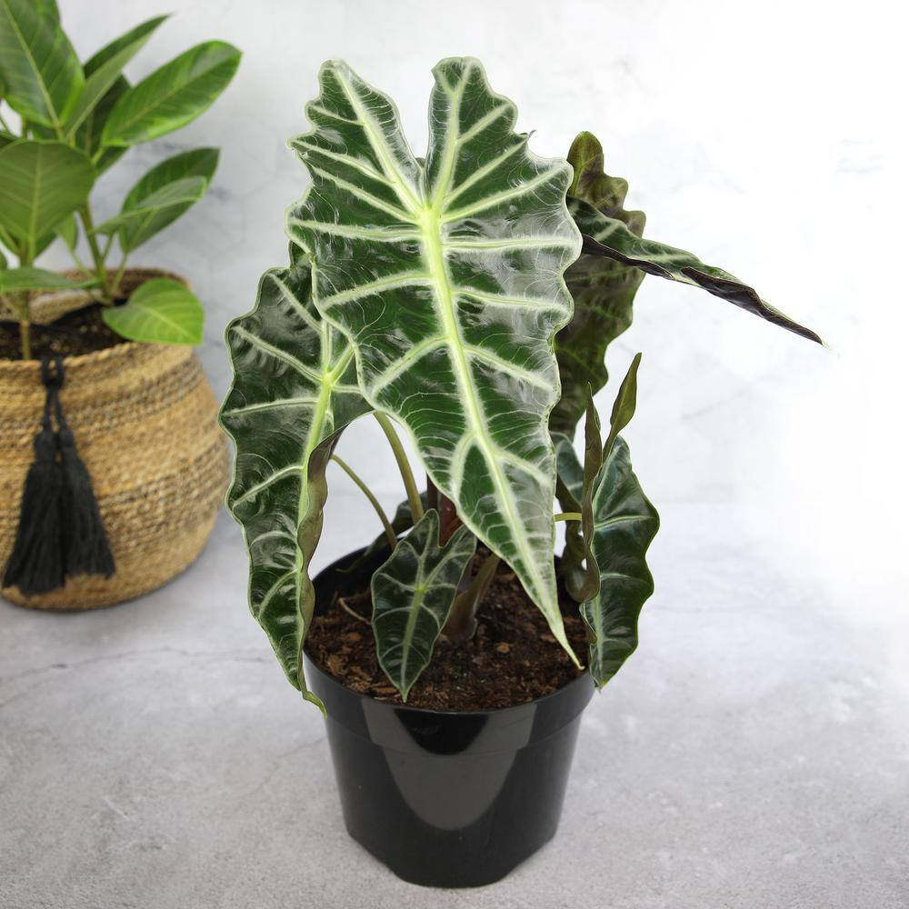 Alocasia Polly Indoor/Outdoor Air-Purifying Plant in Black Plastic Pot