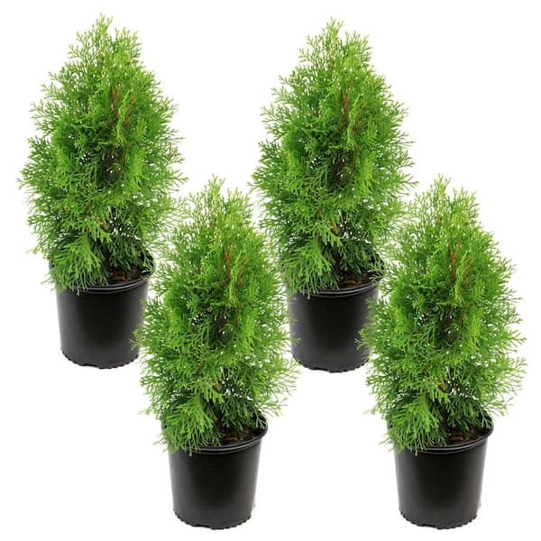 1 gal. Arborvitae Emerald Green Shrub (4-Pack)
