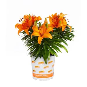 2.5 Qt. Orange Asiatic Lily Double You Perennial Plant