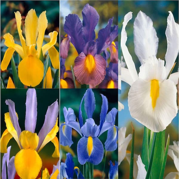 Bloomsz Care Free and Rewarding Dutch Iris Bulbs Collection (50-Pack)