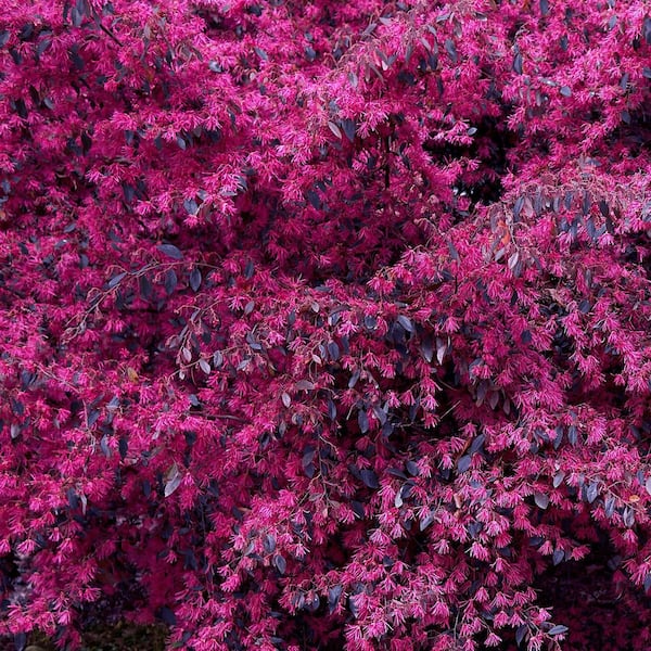 national PLANT NETWORK 2 Gal. Southern Living 'Red Diamond