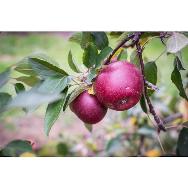 Yates Apple Tree | The Yates Red Apple Tree is a deliciously sweet and  juicy fruit tree grown in USDA zones 5-8. It reaches a mature height of  12-15