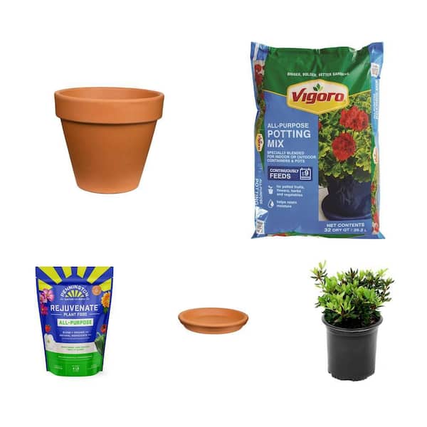14 in. Terra Cotta Clay Pot, 32 qt. Potting Soil, 4 lbs. Plant Food, 14 in. Saucer and 3 Gal. Azalea Shrub Combo