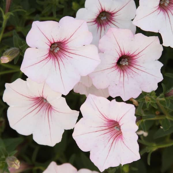 PROVEN WINNERS Supertunia Vista Silverberry (Petunia) Live Plant, White Flowers with Bright Pink Veins, 4.25 in. Grande