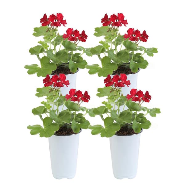 Costa Farms Red Geranium Outdoor Flowers in 1 Qt. Grower Pot, Avg. Shipping Height 10 in. Tall (4-Pack)