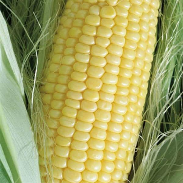 Seeds of Change Corn True Gold Organic Seed