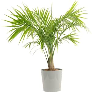 Majesty Palm Indoor Plant in 10 in. Gray Pot, Average Shipping Height 3-4 ft. Tall