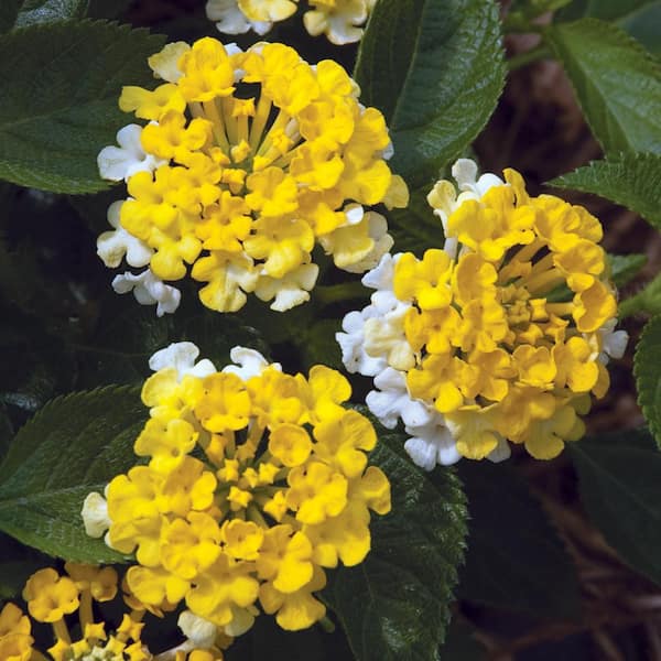 Vigoro 1.5 PT Lantana 'Bandana Lemon Zest' Yellow Annual Plant