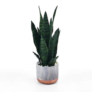 18-in Snake Plant in Faux Gray Marble Pot