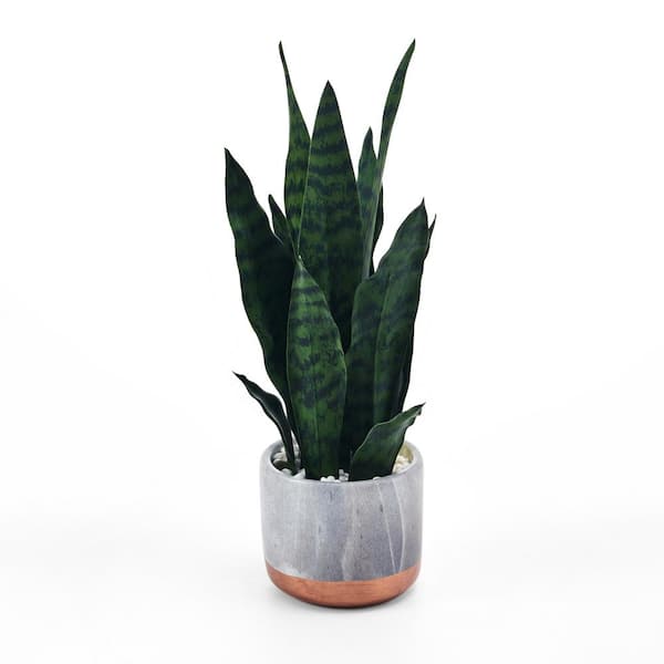 Mikasa 18-in Snake Plant in Faux Gray Marble Pot