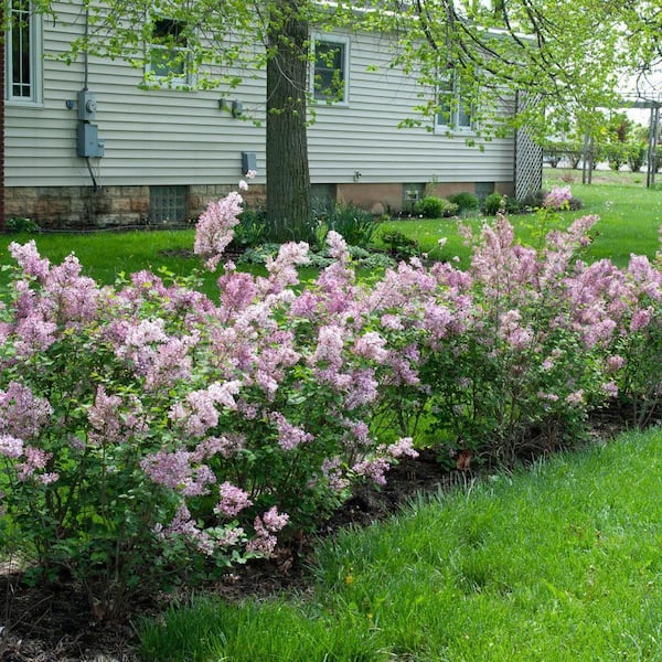 DIRECT GARDENING 1 Gal. Pot Miss Kim Lilac Flowering Shrub Grown