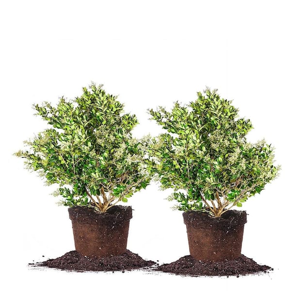 Perfect Plants 3 Gal. Wax Ligustrum Shrub with Wax Leaf Japanese Privet (2-Pack)
