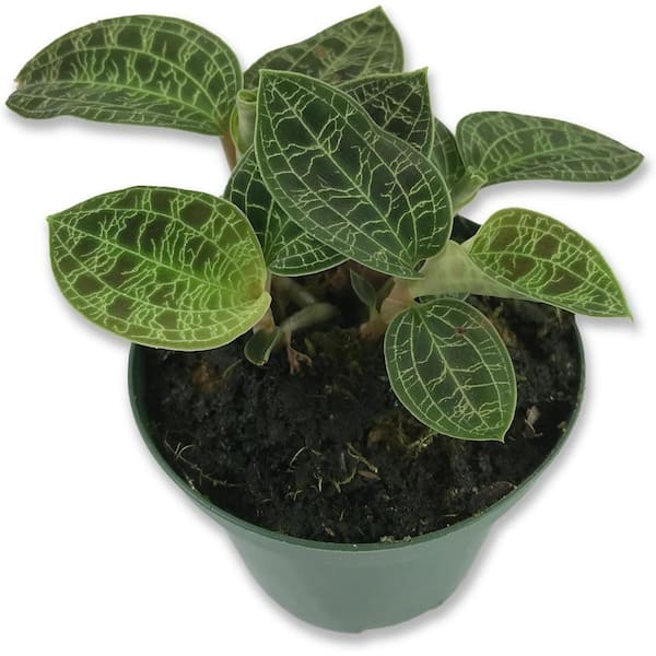 Wekiva Foliage Jewel Orchid-Live Plant in a 3 Inch Pot-Macodes Petola-Stunning Lightning Leaf Pattern Beautiful Foliage