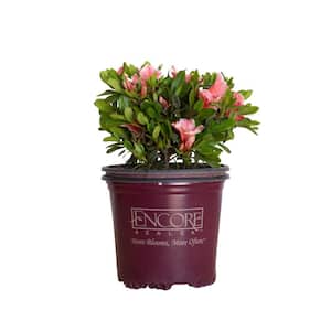 1 Gal. Autumn Sunburst Shrub with Bicolor Coral Pink and White Reblooming Flowers