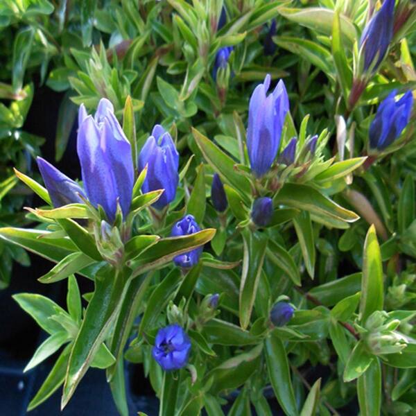 OnlinePlantCenter 1 Gal. True Blue Gentiana Plant