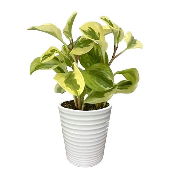Savory Delights Peperomia Sweet and Sour Indoor Plant in 3.5 in. White Ceramic Container