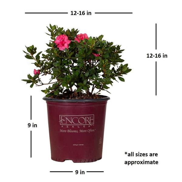 ENCORE AZALEA 2 Gal. Autumn Rouge Azalea Bush with