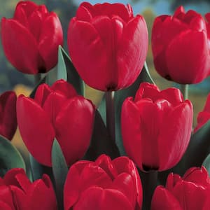 Spring Time Favorites Bulbs Bulb Collection (Set of 75)