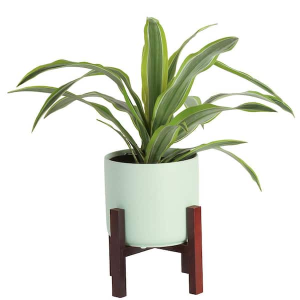 Costa Farms Grower's Choice Dracaena Indoor Plant in 6 in. Mid Century Pot and Stand, Avg. Shipping Height 1-2 ft. Tall