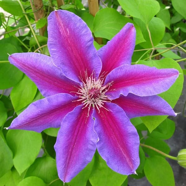 Clematis Fireworks-Live Plant in a 4 in. Growers Pot-Clematis Fireworks Beautiful Deep Pink Purple Flowering