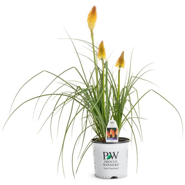 0.65 Gal. Pyromania Hot and Cold Red Hot Poker (Kniphofia Hybrid) Live Perennial Plant with Orange Flowers