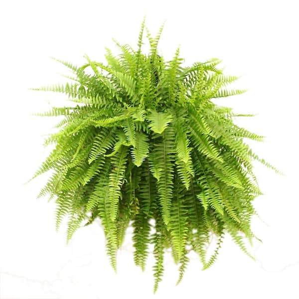 Costa Farms Boston Fern Indoor/Outdoor Plant in 10 in. Hanging Basket, Avg. Shipping Height 1-2 ft. Tall
