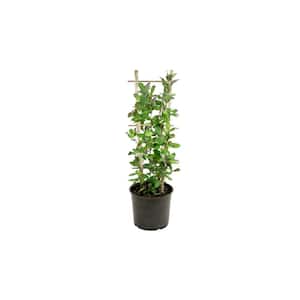 2.25 Gal. Honeysuckle Peaches and Cream Lonicera Periclymenum Perennial Plant with Multi-color Flowers (1-Pack)