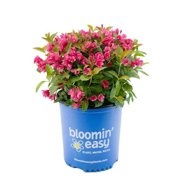 1 Gal. Strobe Weigela Live Shrub, Bright Pink Flowers