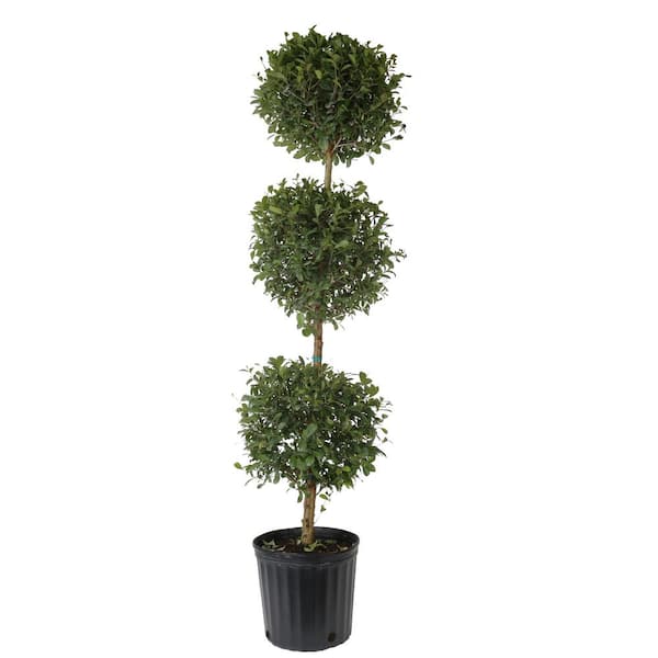 10 in. Eugenia Topiary 3 Ball Shrub