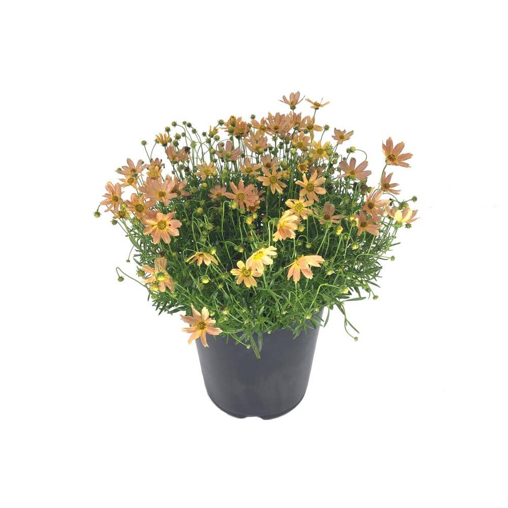 Tickseed (Coreopsis Verticillata) Creme Caramel Plant