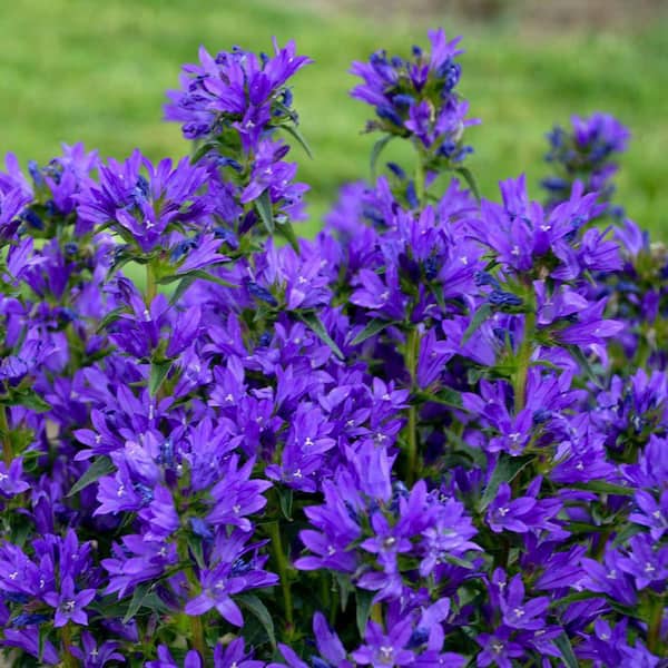 0.65 Gal. Bells and Whistles Clustered Bellflower (Campanula glomerata) Live Perennial Plant with Blue Flowers