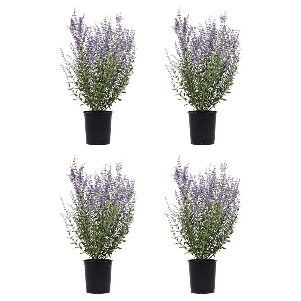 2.5 qt. Perovskia Atriplicifolia Sage Perennial (4-Pack)