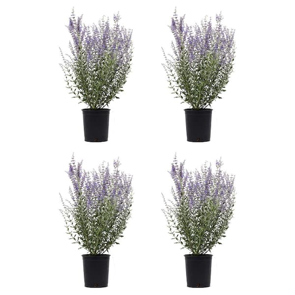 Unbranded 2.5 qt. Perovskia Atriplicifolia Sage Perennial (4-Pack)