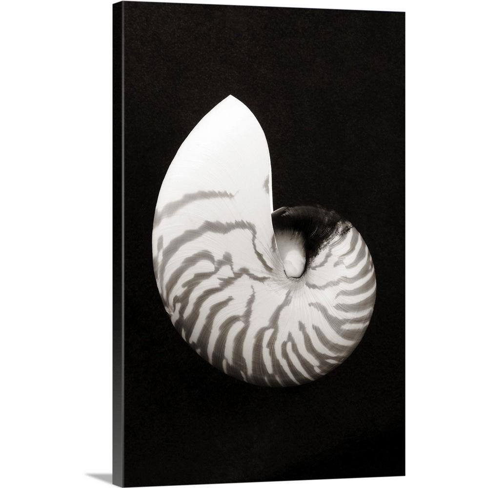 Greatbigcanvas Close Up Of Chambered Nautilus Shell On Black Background By Bill Brennan Canvas Wall Art 24 24x36 The Home Depot