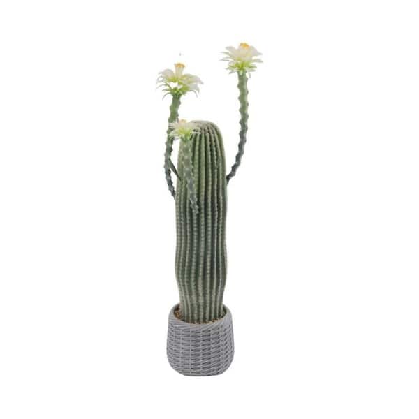 calathea dark Calathea Dottie | Pet-Friendly Indoor Plant