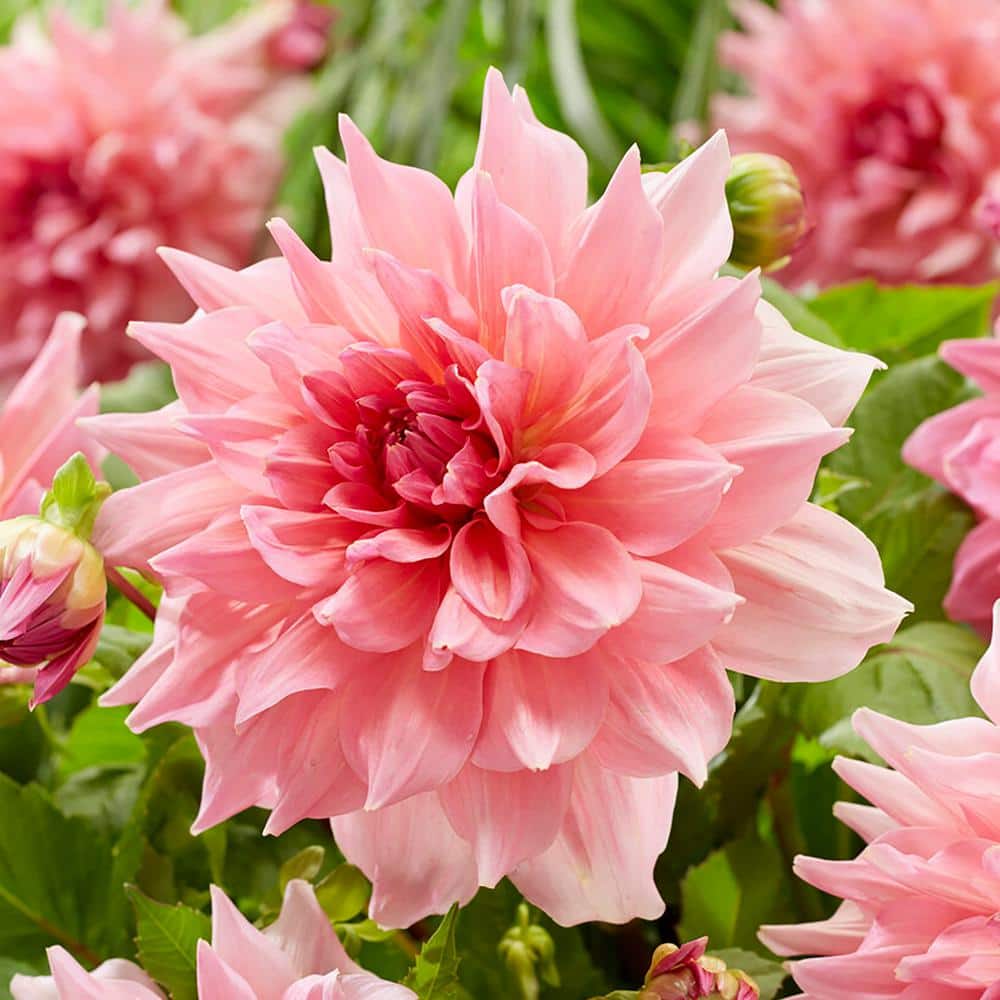 VAN ZYVERDEN Dahlias Otto's Thrill Bulbs (Set of 5) 84139 The Home Depot