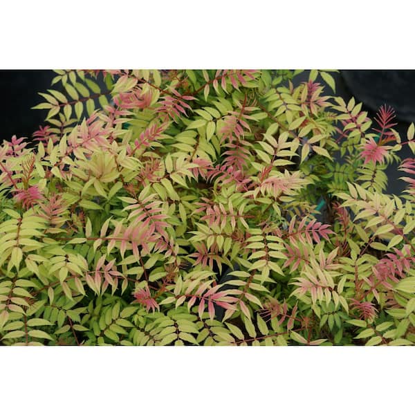 PROVEN WINNERS 4.5 in. Qt. Mr. Mustard False Spiraea (Sorbaria) Live Plant, Shrub, Multi-Color Foliage