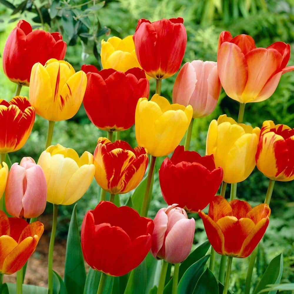 12/+ cm, Darwin Hybrid Tequila Sunrise Mix Tulip Flower Bulbs (Bag of 25) price history on PriceWatchPro