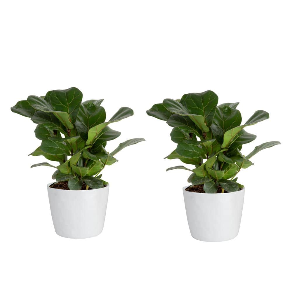 Vigoro Fiddle Leaf Fig Indoor Plant in 6 in. White Ribbed Plastic Decor ...