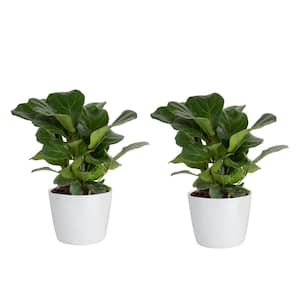 Fiddle Leaf Fig Indoor Plant in 6 in. White Ribbed Plastic Decor Planter, Avg. Shipping Height 10 in. Tall (2-Pack)