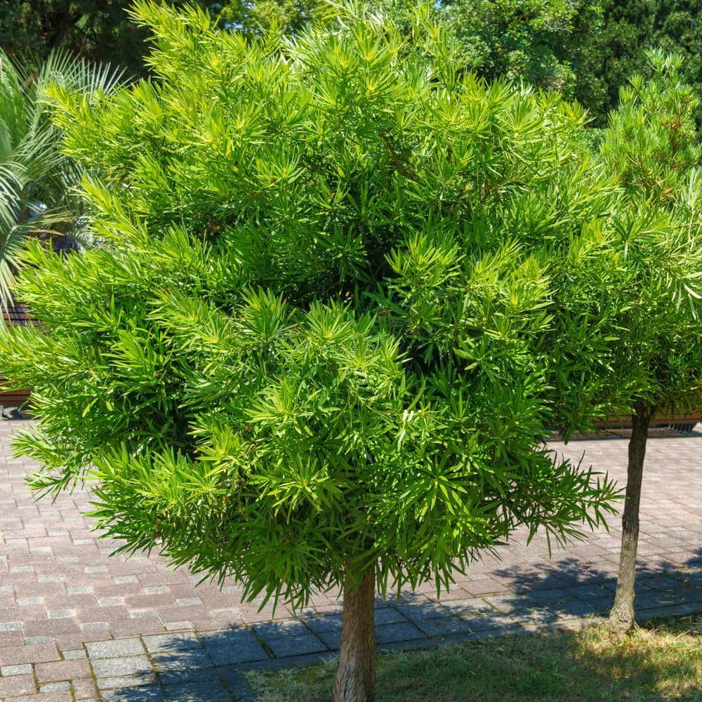 3 gal. Yew Shrub price history on PriceWatchPro
