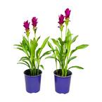 2.5 Qt. Curcuma Siam Plant Purple Flowers in 6.33 In. Grower's Pot (2-Plants)