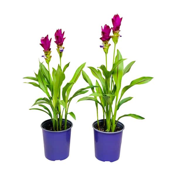 Pure Beauty Farms 2.5 Qt. Curcuma Siam Plant Purple Flowers in 6.33 In. Grower's Pot (2-Plants)