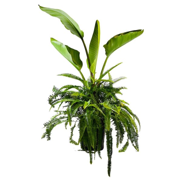 Pure Beauty Farms 1.9 Gal.Fern Bird of Paradise Combo Plant in 9.25 In. Grower's Pot
