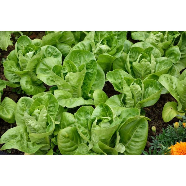 Back to the Roots Organic Little Gem Lettuce Seed (1-Pack)