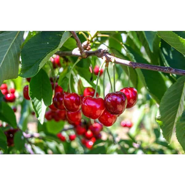 Lapins Cherry Tree - Self Pollinating, Delicious Dark-Red Sweet Cherries  (Bare-Root, 3 ft. to 4 ft. Tall, 2-Years Old)