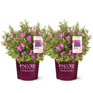 1 Gal. Autumn Amethyst Shrub with Stunning Purple Flowers (2-Pack)