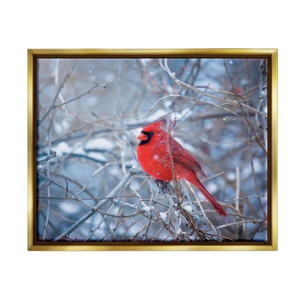 Framed Art print top Cardinal