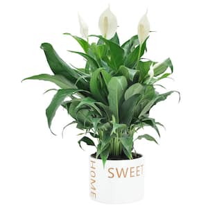 Spathiphyllum Peace Lily Indoor Plant in 6 in. Home Sweet Home Ceramic Planter, Avg. Shipping Height 1-2 ft. Tall